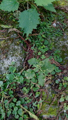 Dichrocephala integrifolia