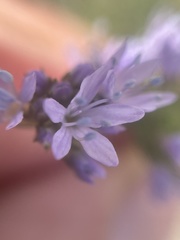 Gilia capitata capitata