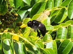 Xylocopa clarionensis