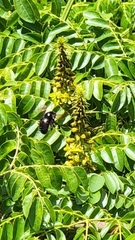 Xylocopa clarionensis