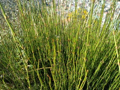 Ephedra americana
