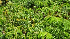 Xylocopa clarionensis