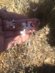 Hesperolinon congestum