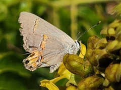 Strymon melinus clarionensis