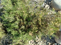 Baccharis boliviensis