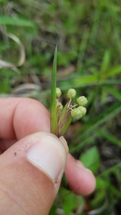 Sisyrinchium albidum