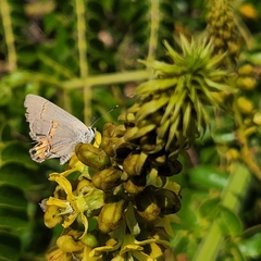 Strymon melinus clarionensis