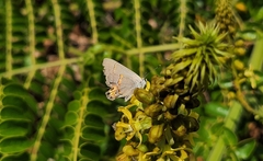 Strymon melinus clarionensis