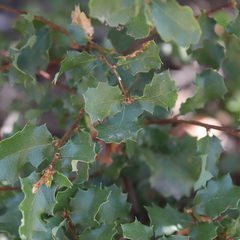 Quercus dumosa