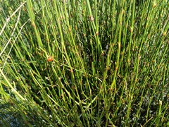 Ephedra americana