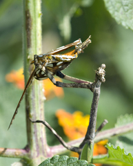 Pseudovates iheringi