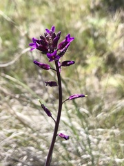 Boechera pauciflora