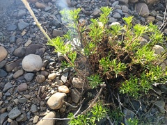 Baccharis boliviensis