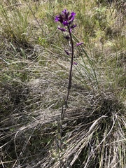 Boechera pauciflora