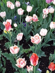 Tulipa gesneriana