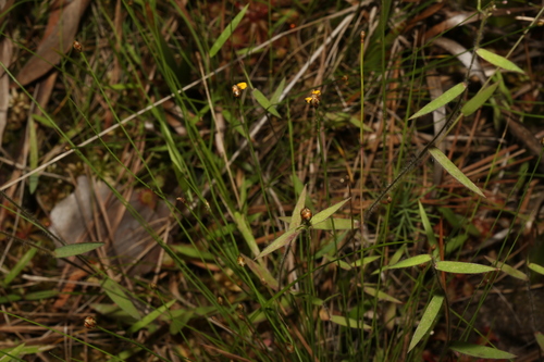 Image of Xyris baldwiniana by (c) Reid Hardin, some rights reserved (CC BY)