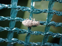 Floresianus sordidus