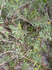 Borrichia frutescens image