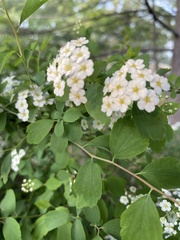 Spiraea cantoniensis