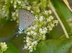 Pseudolycaena marsyas