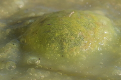 Nostocaceae