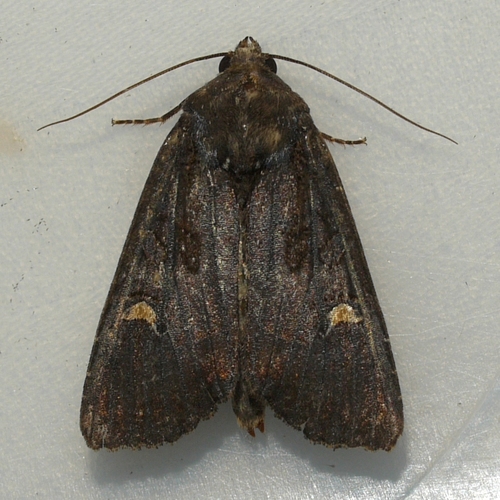 Doubtful Apamea Moth photo 3