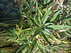 Verbesina boliviana