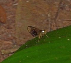 Pheraeus maria