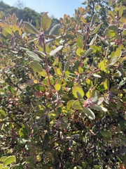 Arctostaphylos morroensis