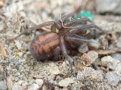 Callobius bennetti