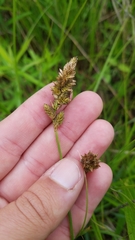 Carex sartwellii