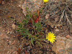 Calendula suffruticosa algarbiensis
