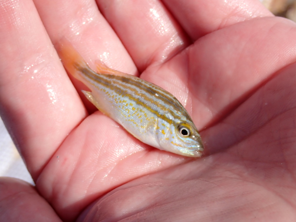 pigfish-from-manatee-florida-united-states-on-may-02-2022-at-09-21