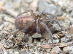Callobius bennetti