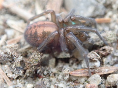 Callobius bennetti