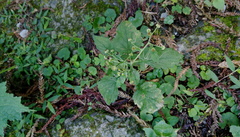 Dichrocephala integrifolia
