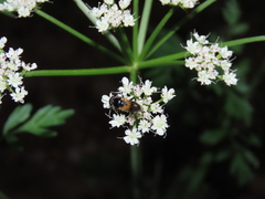 Myolepta difformis