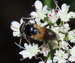 Myolepta difformis