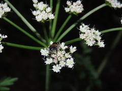 Myolepta difformis