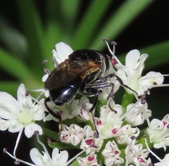 Myolepta difformis
