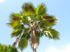 Pritchardia pacifica