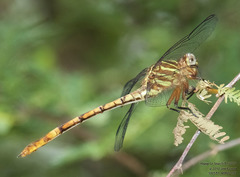 Aphylla angustifolia