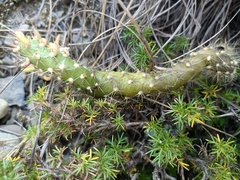 Austrocylindropuntia shaferi
