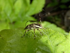 Colobothea distincta