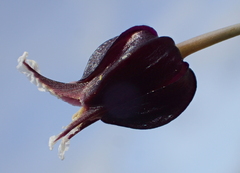 Streptanthus glandulosus niger