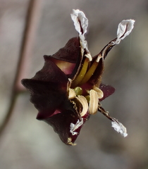 Streptanthus glandulosus niger