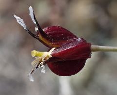 Streptanthus glandulosus niger