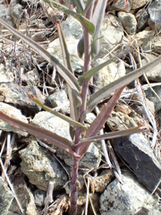 Streptanthus glandulosus niger