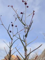 Streptanthus glandulosus niger