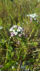 Triphysaria versicolor versicolor